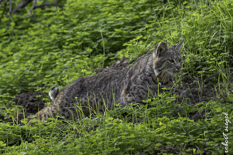 alum rock state park